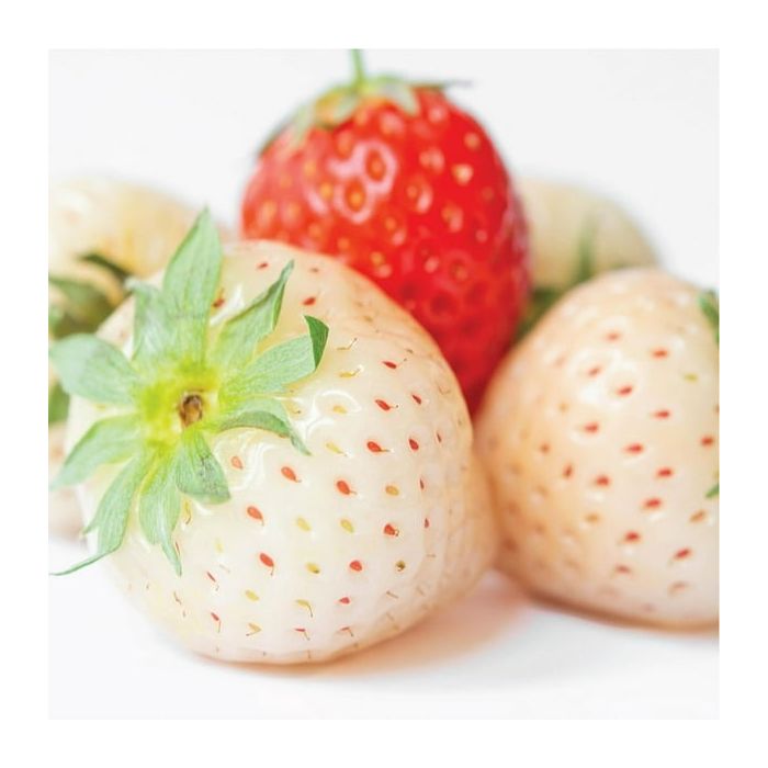 Olay Fresh Outlast White Strawberry & Mint Body Wash -22 Oz - Image 3